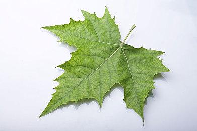 第一人称战术协作射击游戏《侠盗时刻》上线Steam平台 2025年推出抢先体验版